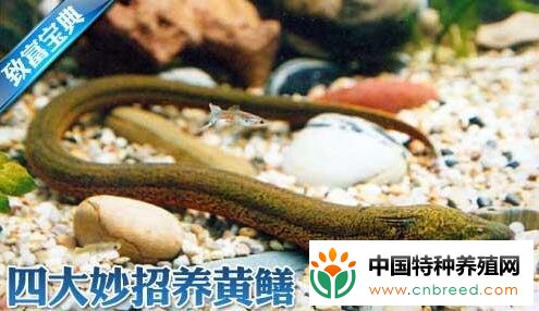 黄鳝不吃食怎么办？如何提高黄鳝成活率？养黄鳝四大妙招