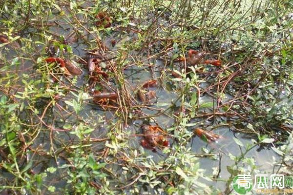 小龙虾最新养殖技术了解下