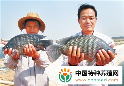盛夏高温罗非鱼养殖的水质管理，如何调控氨氮、亚硝、PH值？
