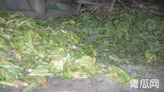 什么是多汁饲料？羔羊育肥多汁饲料介绍