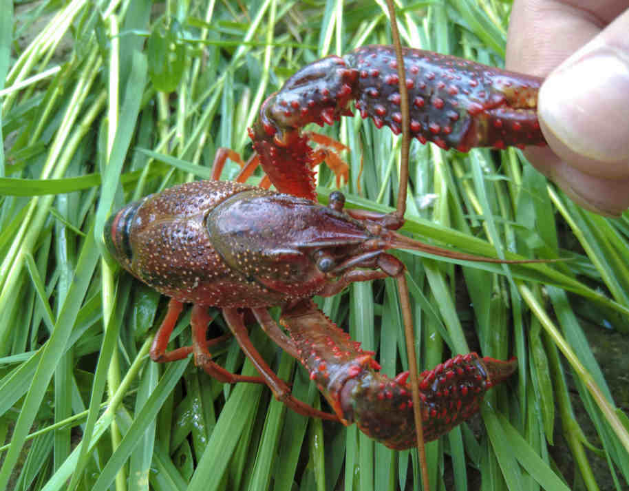 小龙虾活动力减弱的原因及病症解决办法