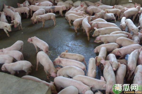 新手养猪注意事项这4点效率高