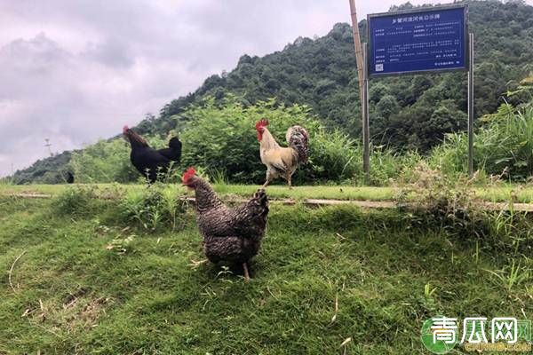 散养鸡养殖管理技术要点（散养鸡的常见病及防治）