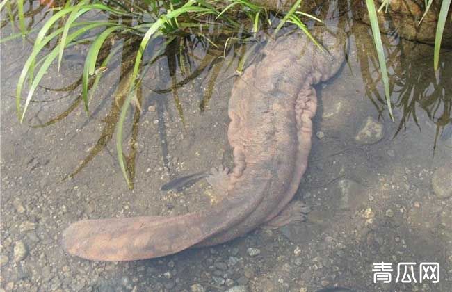 娃娃鱼的正确饲养方法是什么？怎么养娃娃鱼