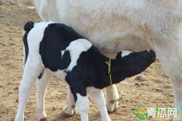 盐碱地春季养牛的注意事项