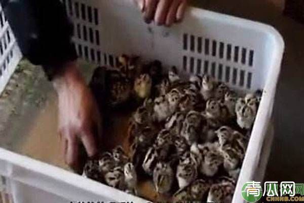 怎样提高野鸡苗的成活率？