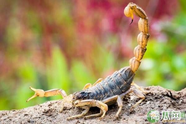 蝎子的养殖方式有哪些？有什么需要注意的