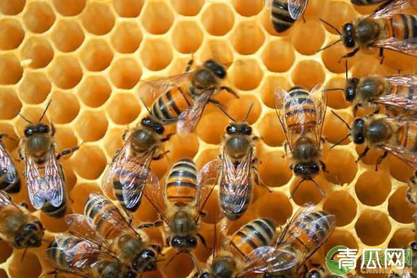 蜜蜂不吃不喝是什么病？