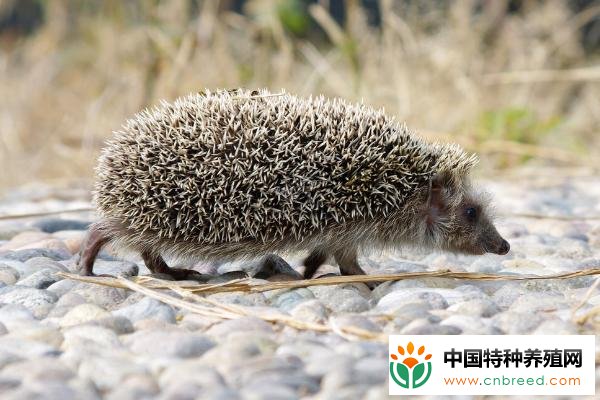 刺猬冬眠吗 刺猬的生活习性