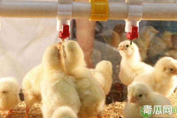 养鸡知识：雏鸡第一次饮水的时间及注意事项