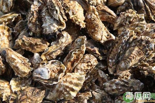 生蚝的养殖方式及管理要点事项