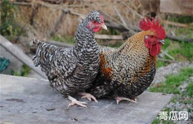 如何提高芦花鸡产蛋量？