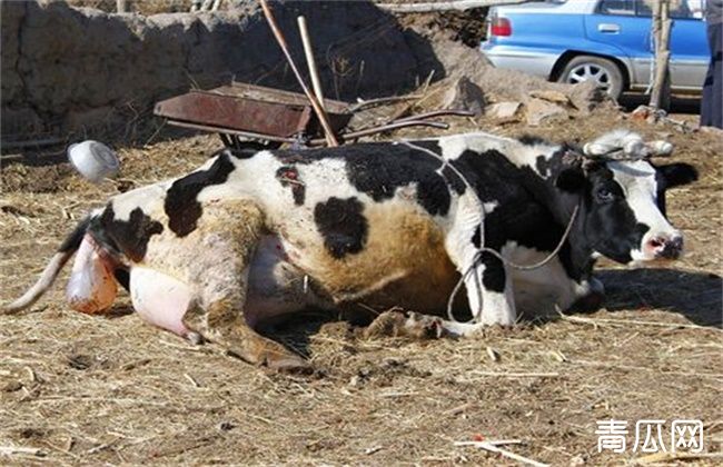 新生犊牛死亡原因及预防措施