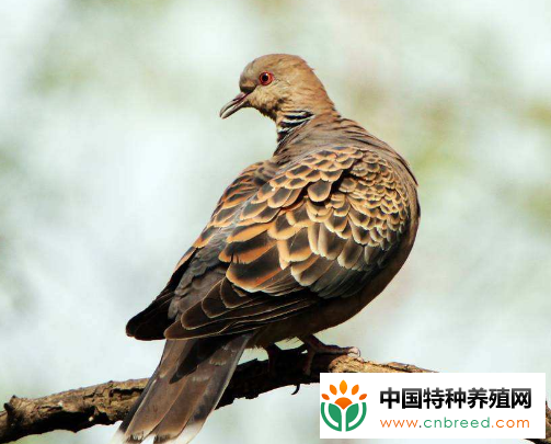 斑鸠不能和什么一起吃