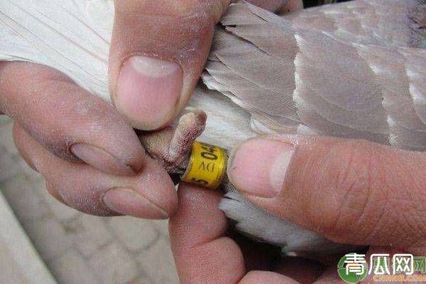 鸽子佩戴足环有什么作用