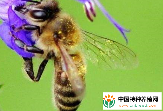 养殖蜜蜂难赚到钱吗？