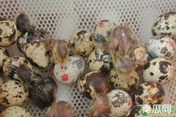 鹌鹑场养殖的规划与布局介绍