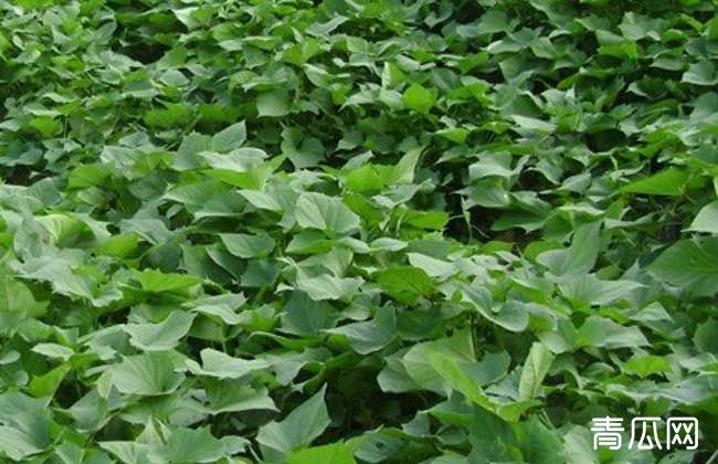 人工制作青贮饲料技术 怎么保存