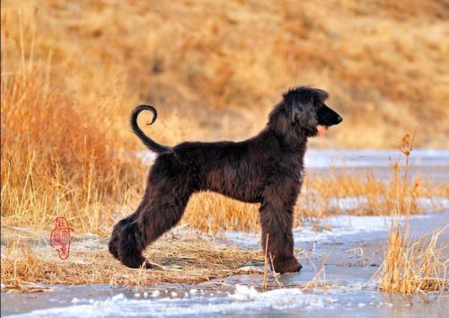 阿富汗猎犬图片大全