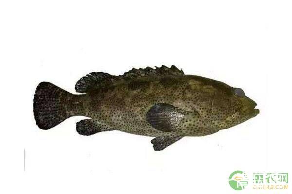 龙石斑鱼常见病害有哪些？龙石斑鱼养殖注意什么