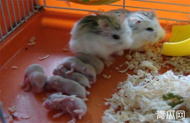 仓鼠养殖的注意事项