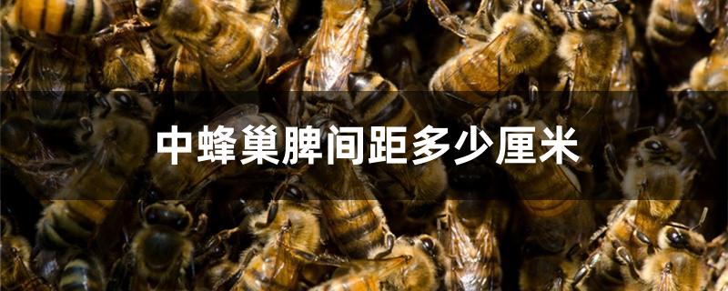 中蜂巢脾间距多少厘米