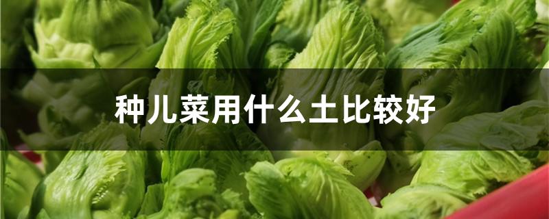 种儿菜用什么土比较好