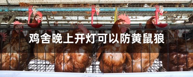鸡舍晚上开灯可以防黄鼠狼