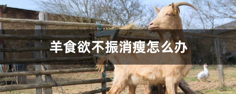 羊食欲不振消瘦怎么办