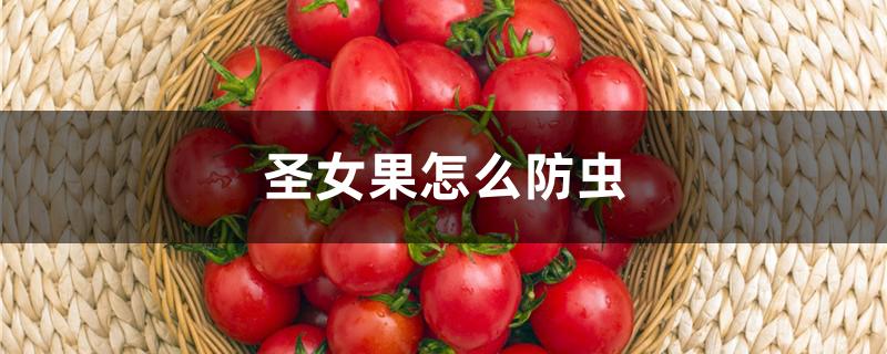 圣女果怎么防虫