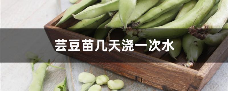 芸豆苗几天浇一次水