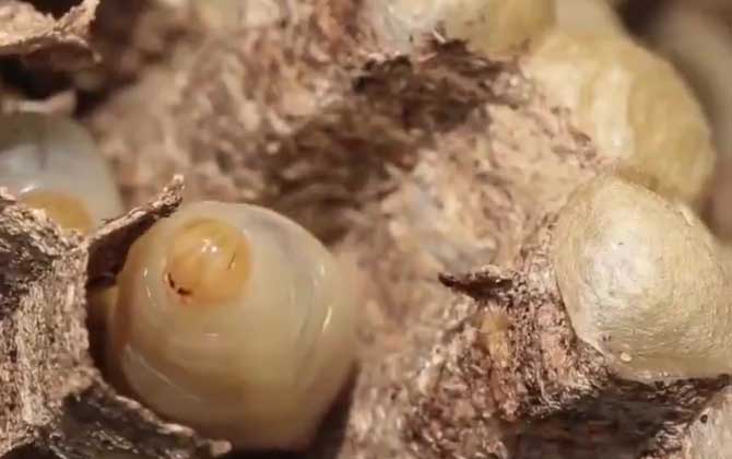 胡蜂蛹价格多少钱一斤