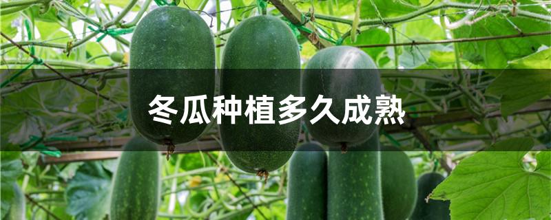 冬瓜种植多久成熟