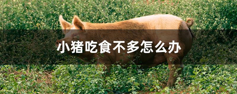 小猪吃食不多怎么办