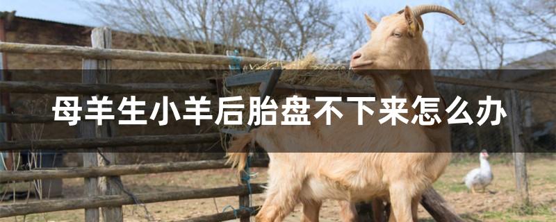 母羊生小羊后胎盘不下来怎么办