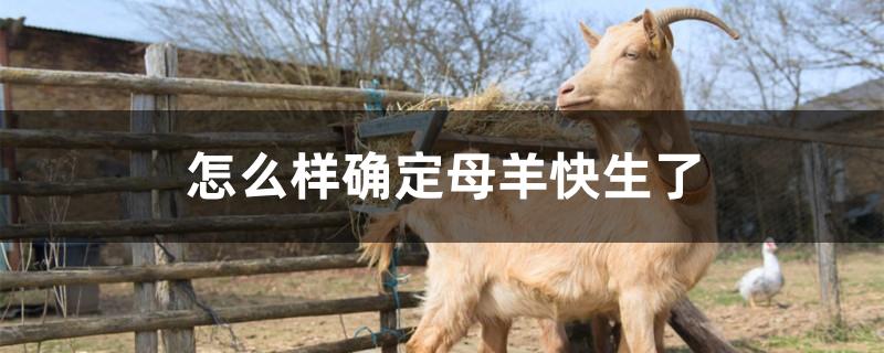 怎么样确定母羊快生了
