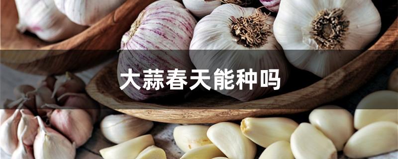 大蒜春天能种吗
