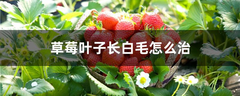 草莓叶子长白毛怎么治