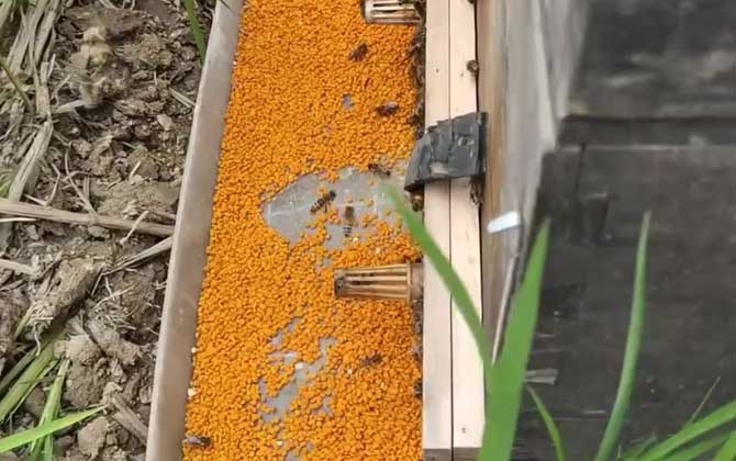 男人吃蜂花粉能壮阳吗