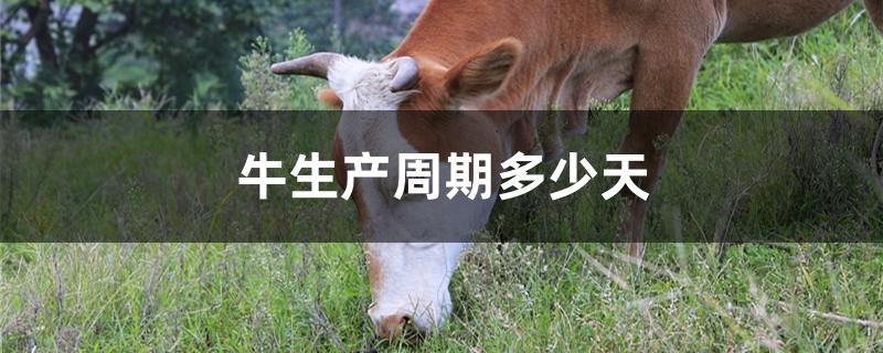牛生产周期多少天