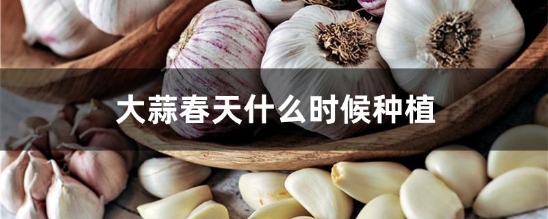 大蒜春天什么时候种植