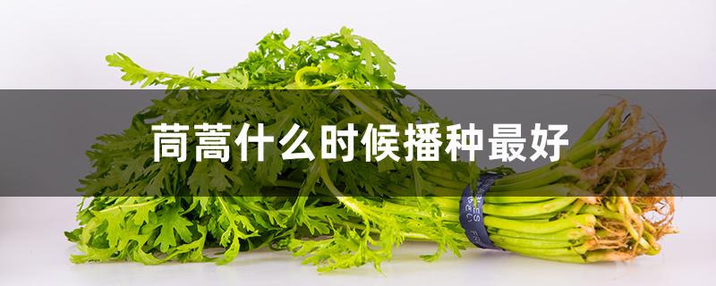 茼蒿什么时候播种最好