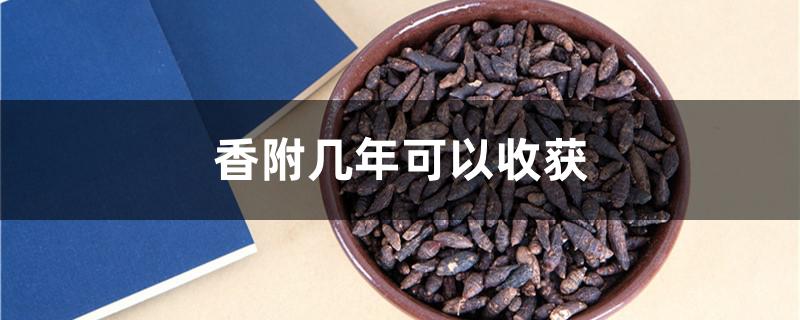 香附几年可以收获