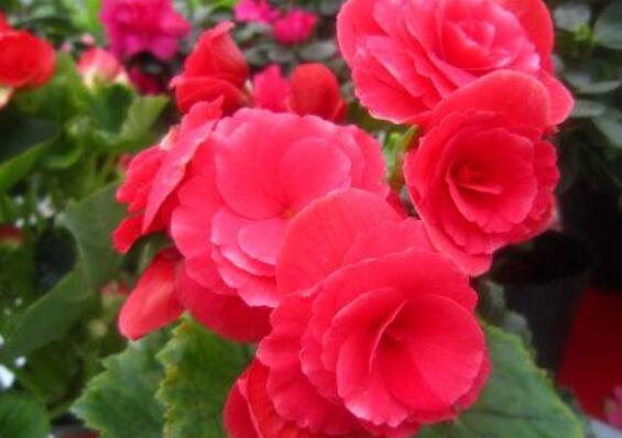 秋海棠花的养殖方法和注意事项有哪些