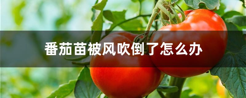 番茄苗被风吹倒了怎么办