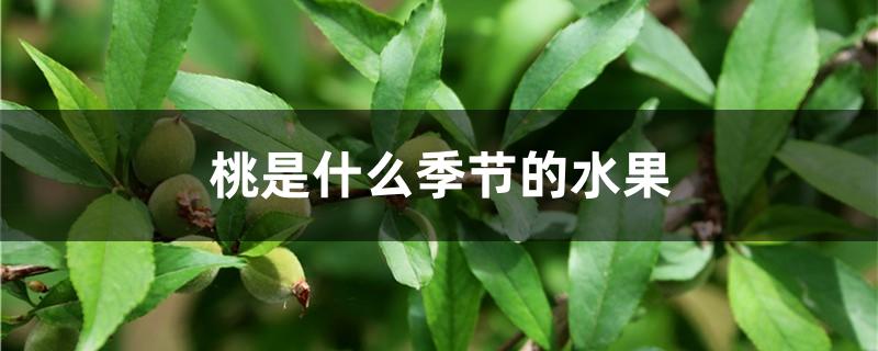 桃是什么季节的水果