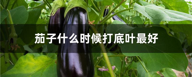 茄子什么时候打底叶最好