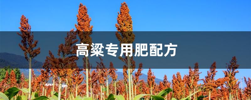 高粱专用肥配方
