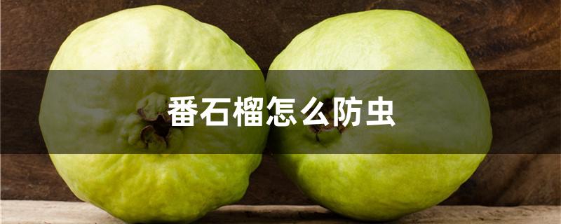 番石榴怎么防虫