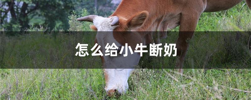 怎么给小牛断奶